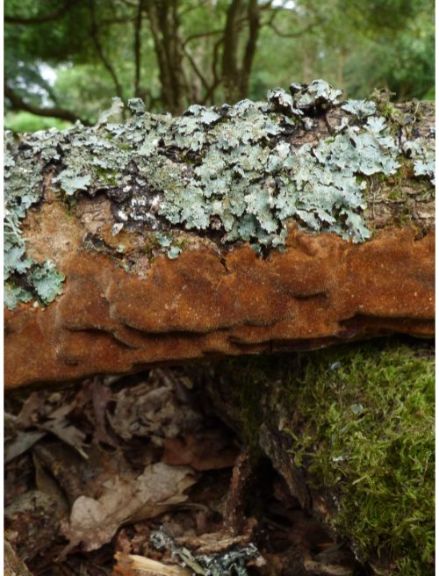On oak in the New Forest, UK.